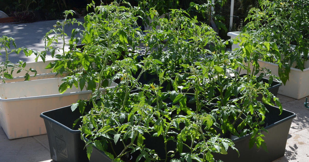 Large Tomato Plants Great ones still available for 5 in Indialantic