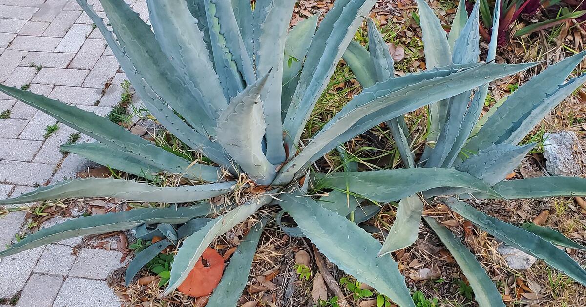 Two large plants for Free in Sarasota, FL Finds — Nextdoor