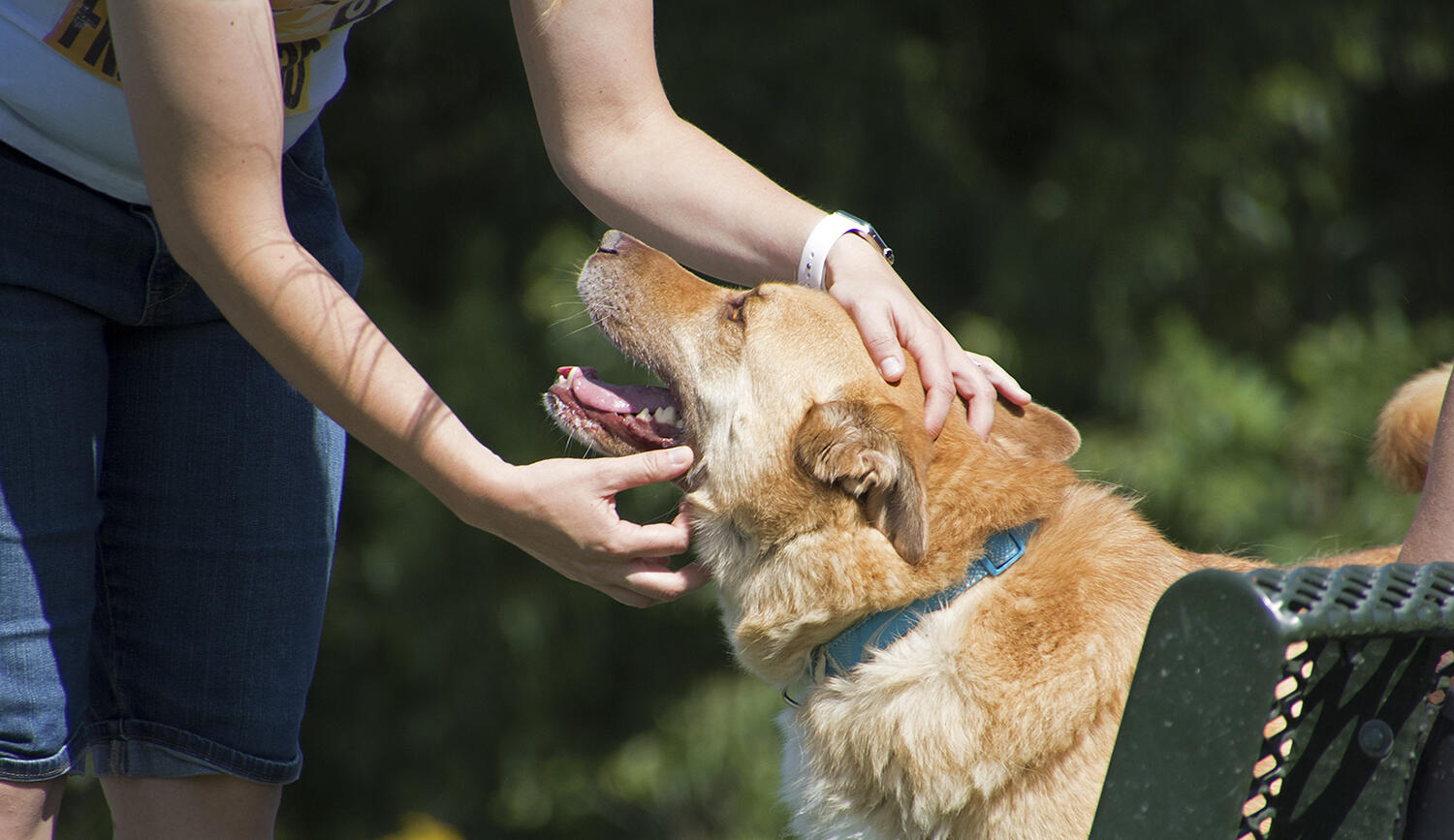 Dog owners reminded of leash law, pet ordinances (City of Plymouth, MN) — Nextdoor — Nextdoor