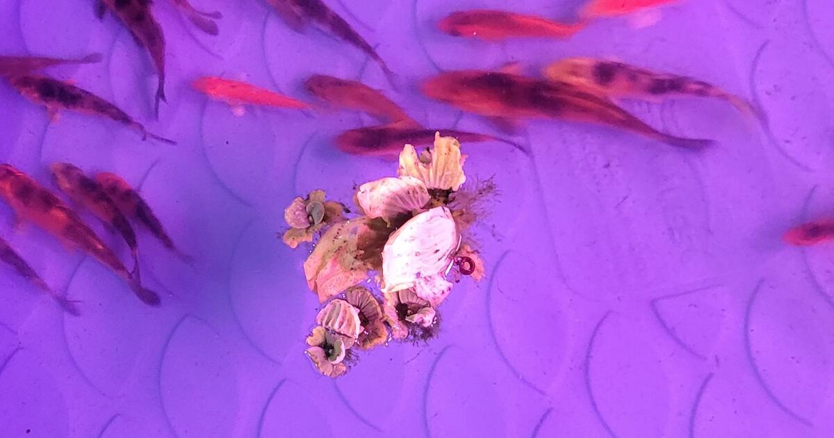 Baby koi fish for sale. All different sizes for 5 in Succasunna, NJ