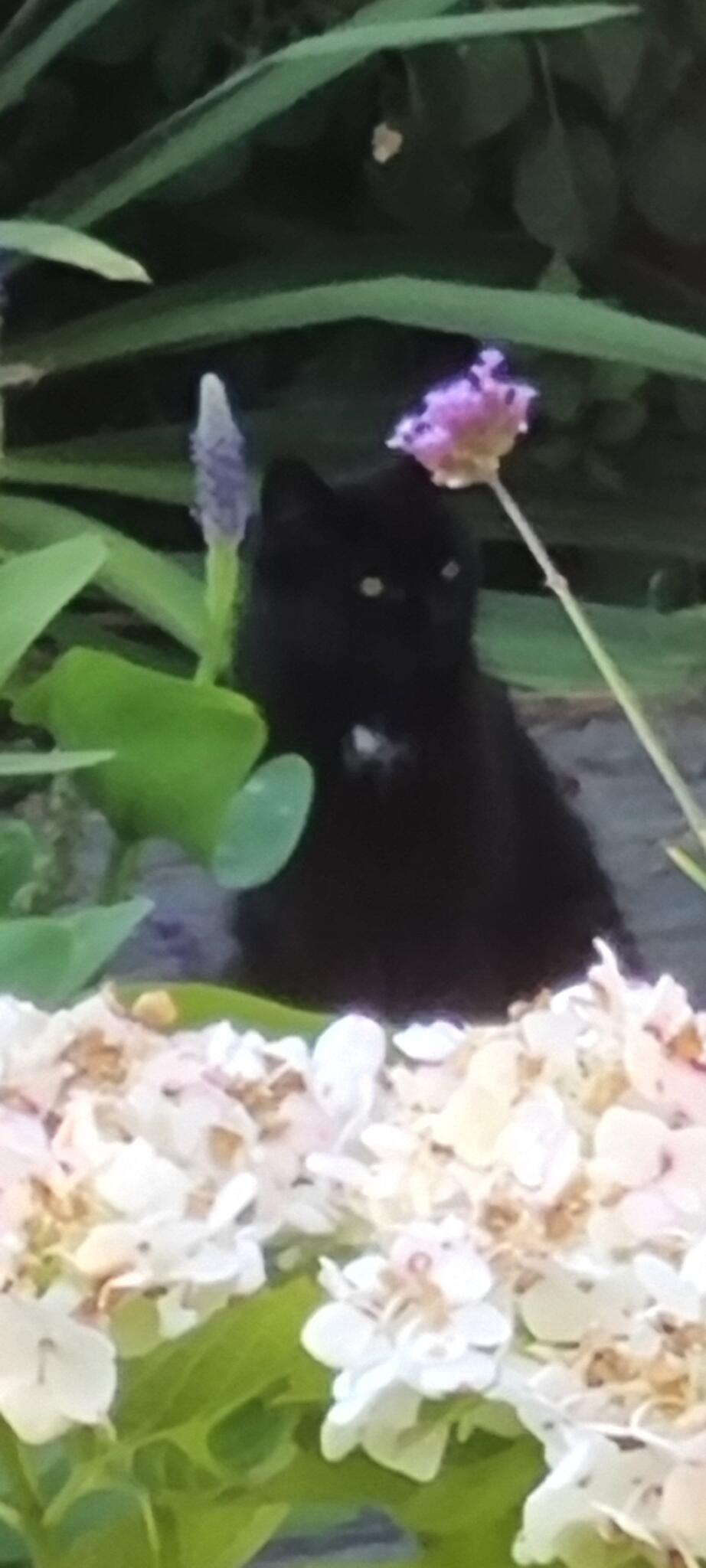 Wie heeft er een chipreader voor de zwarte poes in onze tuin Johanna Nabererf, eerst erg schuw en nu meer benaderbaar