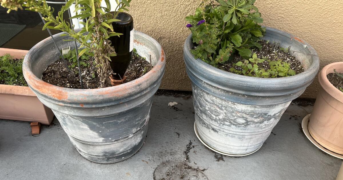 2 18in blue clay pots for 20 in Berkeley, CA For Sale & Free — Nextdoor