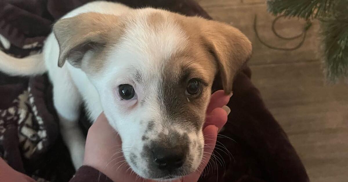 Puppies looking for there forever homes for 200 in Coolidge, AZ For