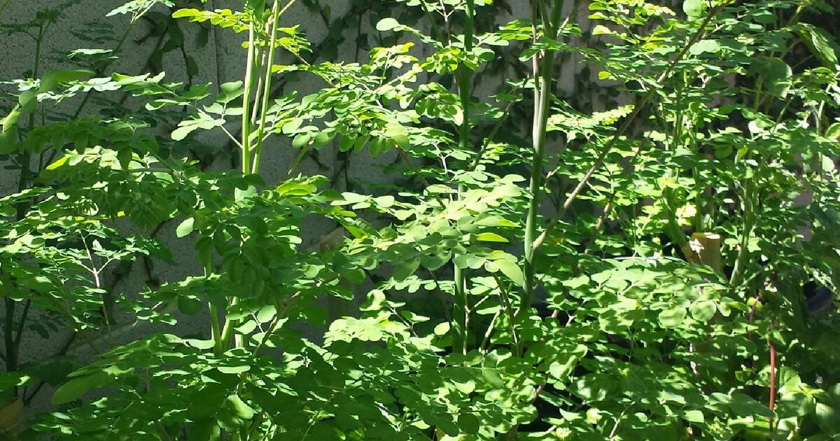 Moringa plants (AKA Malunggay/Indian drumstick tree/Horseradish Tree) for sale for 15 in