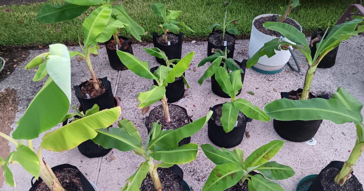 Cavendish Banana Trees & Ice Cream Banana Trees for 15 in Houston, TX