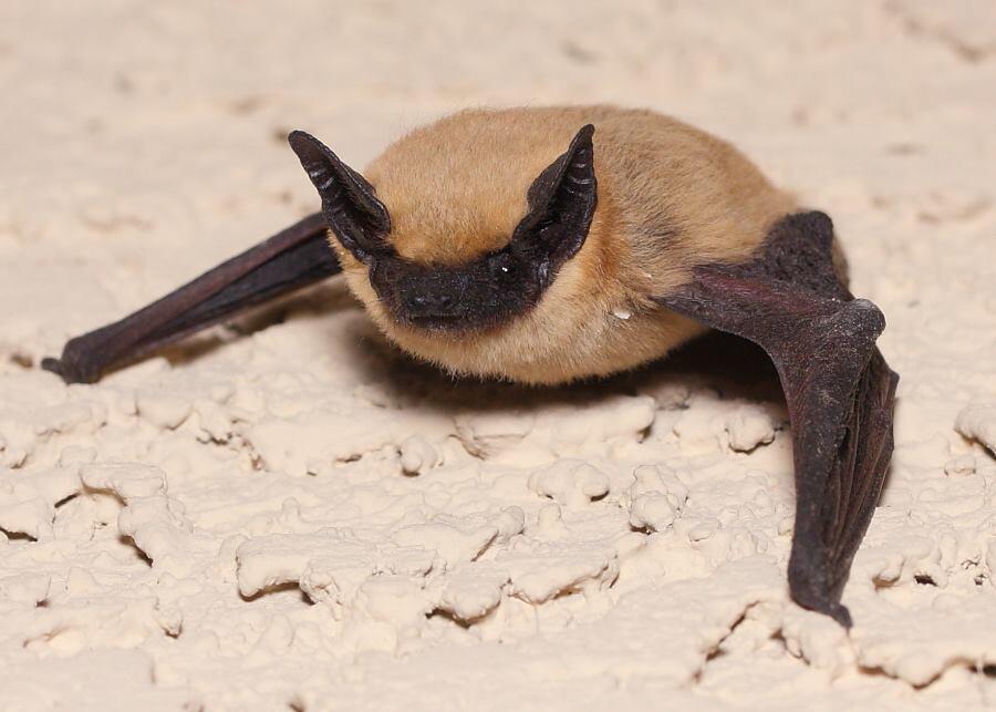 What's in your backyard? Canyon Bat (State of Nevada) — Nextdoor