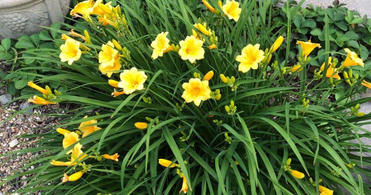 Free daylilies, iris rhizomes, hosta, grape hyacinth bulbs for Free in ...