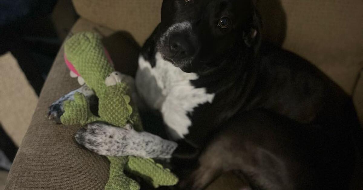 Pitbull/ Pyrenees male mix for Free in Clarksville, TN For Sale