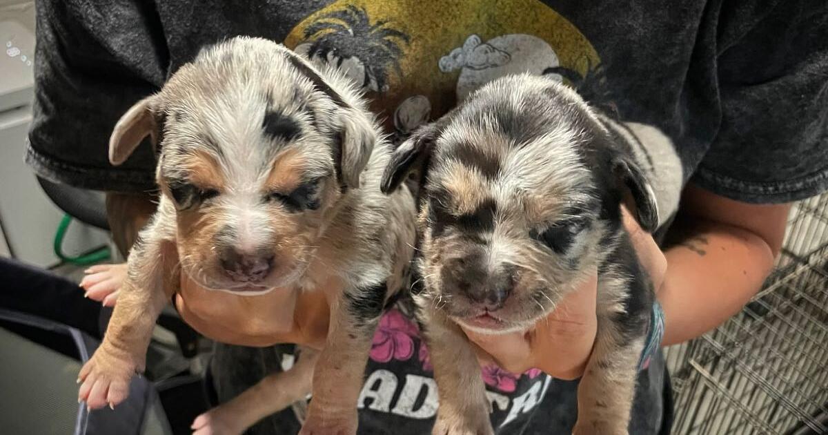Catahoulas pups for 500 in Newark, DE For Sale & Free — Nextdoor