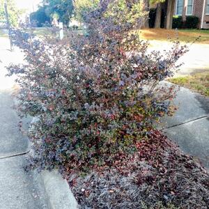 Free Loripetalum Bush - Free Bush