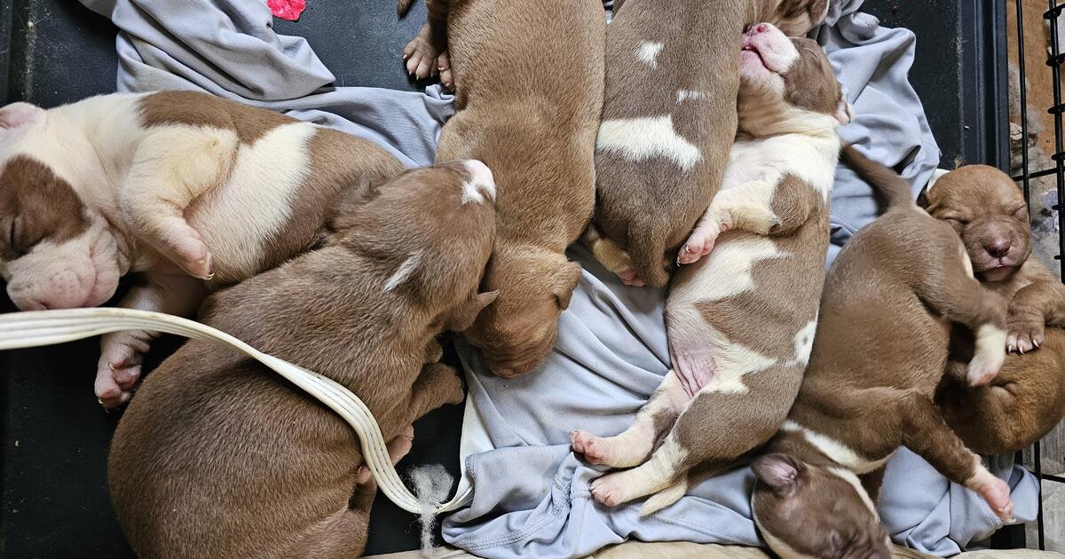 Puppies in South Bend, IN For Sale & Free — Nextdoor