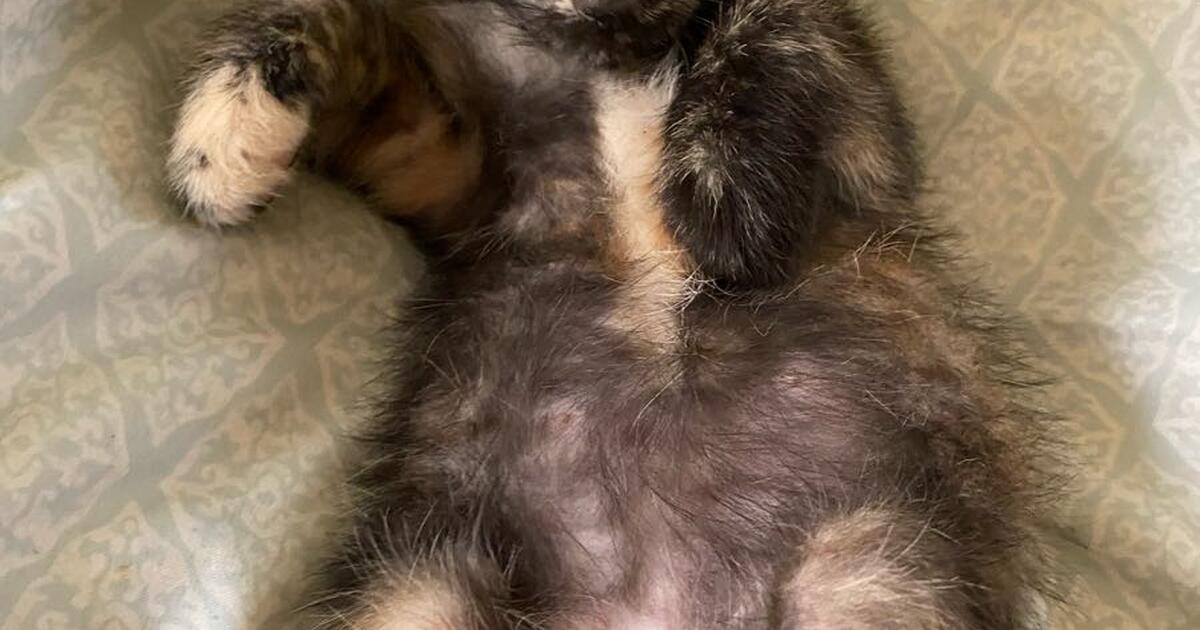 Adorable kittens free to good home! for Free in Batavia, OH For Sale