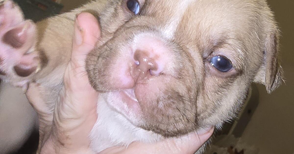 75 French Bulldog And 25 Aussie Pups for 500 in Elmendorf, TX For