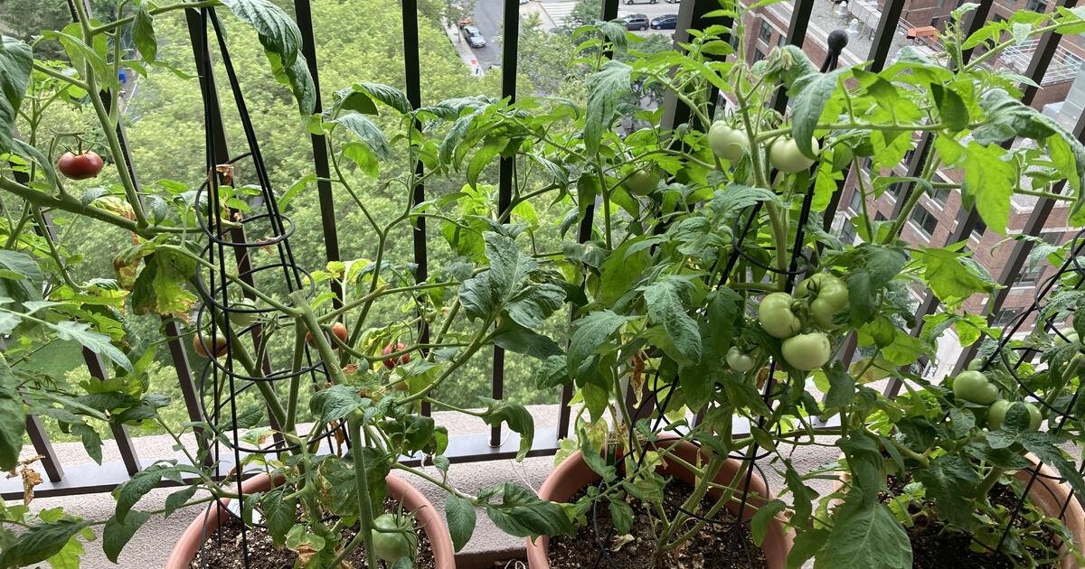 Which Museum Is Free In New York City