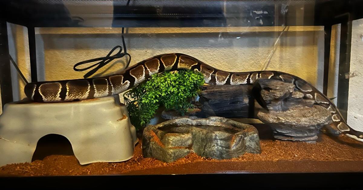 BP Reptile FREE for Free in Roseville, CA For Sale & Free — Nextdoor