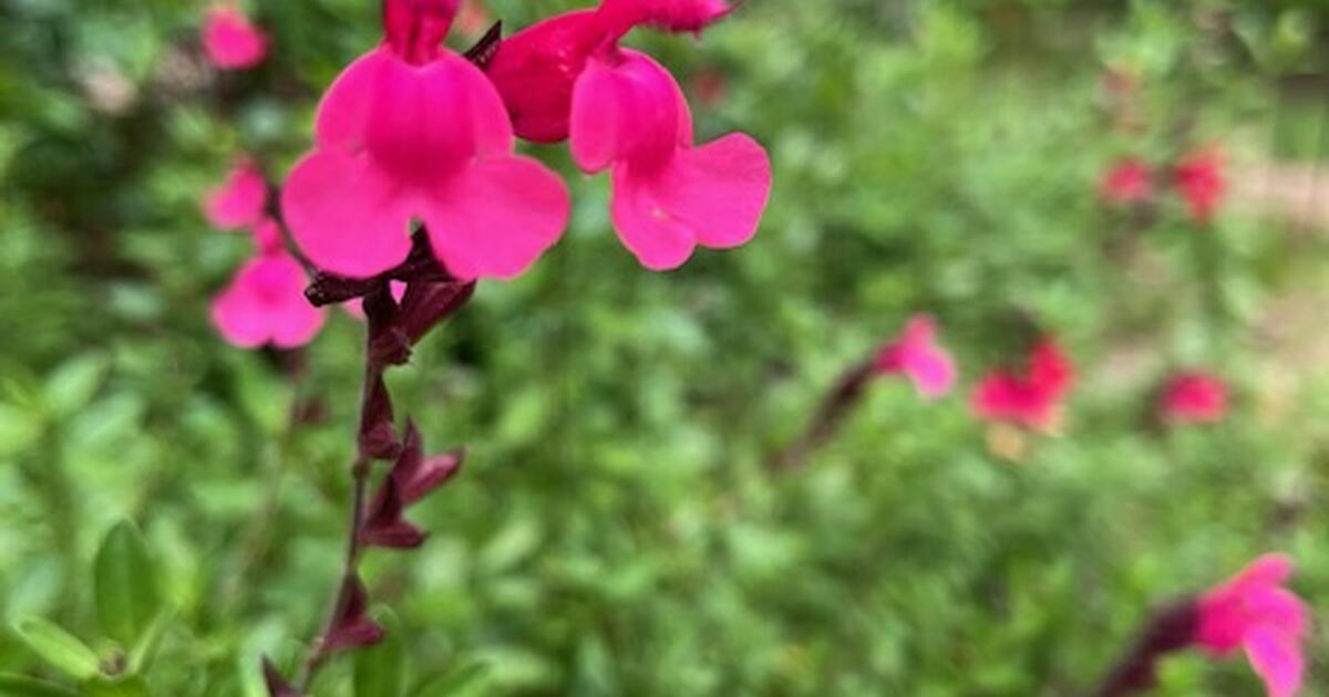 Autumn Sage (Salvia greggii Mirage™ Burgundy) Perennial shrub pink ...