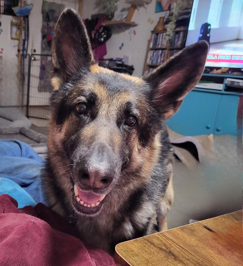 CHEAP dog boarding and daycare for Free in Goodyear, AZ For Sale