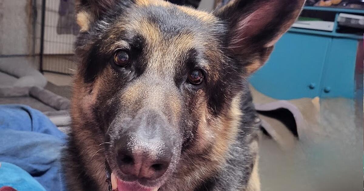 CHEAP dog boarding and daycare for Free in Goodyear, AZ For Sale