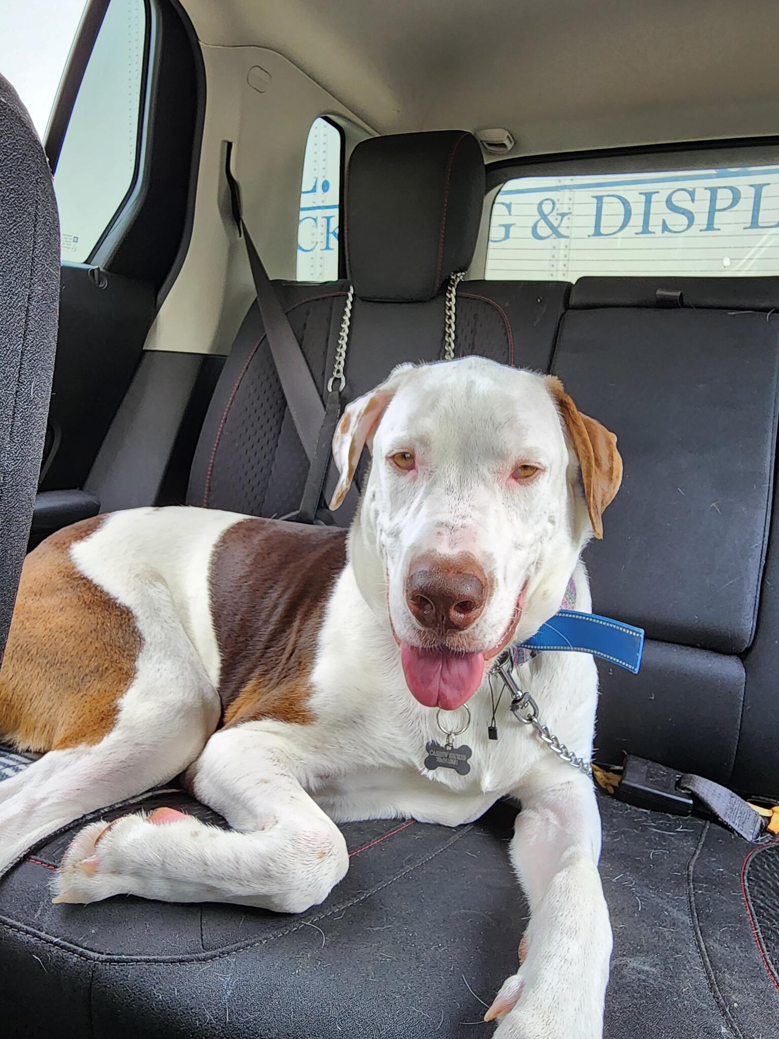 K-9 Taxi Pet Sitting - Gastonia, NC - Nextdoor