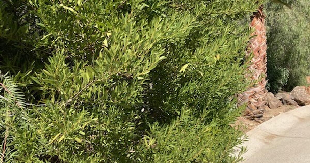 Looking For Blackwood Acacia Plants for 50 in Fallbrook, CA For Sale