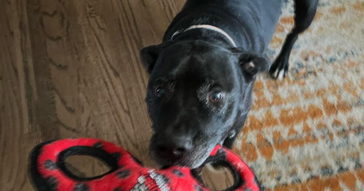 Pet Sitter/House Sitter/Dog Walker for Free in Englewood, CO For Sale