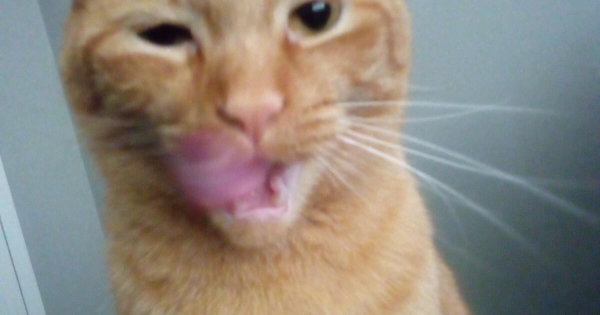 Free cat/food/litter for Free in Columbus, OH Finds — Nextdoor