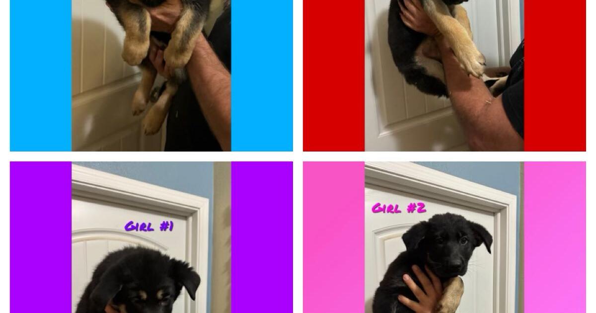 german-shepherd-for-12345-in-bennett-co-for-sale-free-nextdoor
