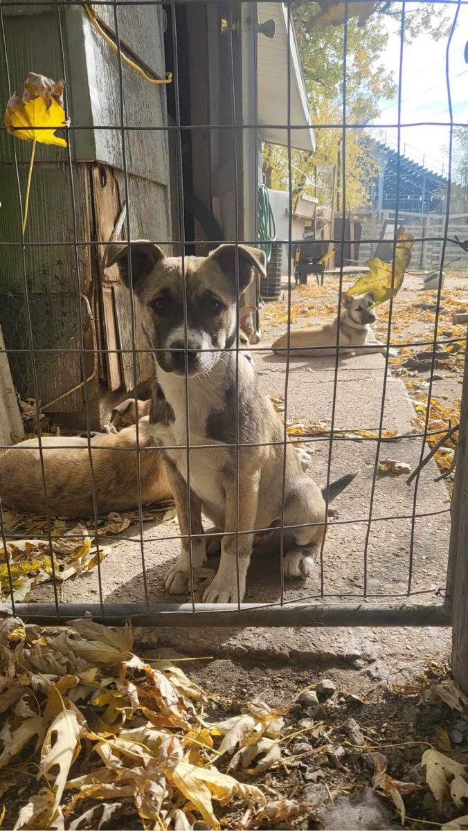 Dogs for Free in Brownsburg, IN For Sale & Free — Nextdoor