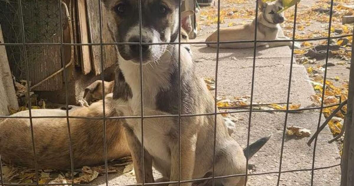 Dogs for Free in Brownsburg, IN For Sale & Free — Nextdoor