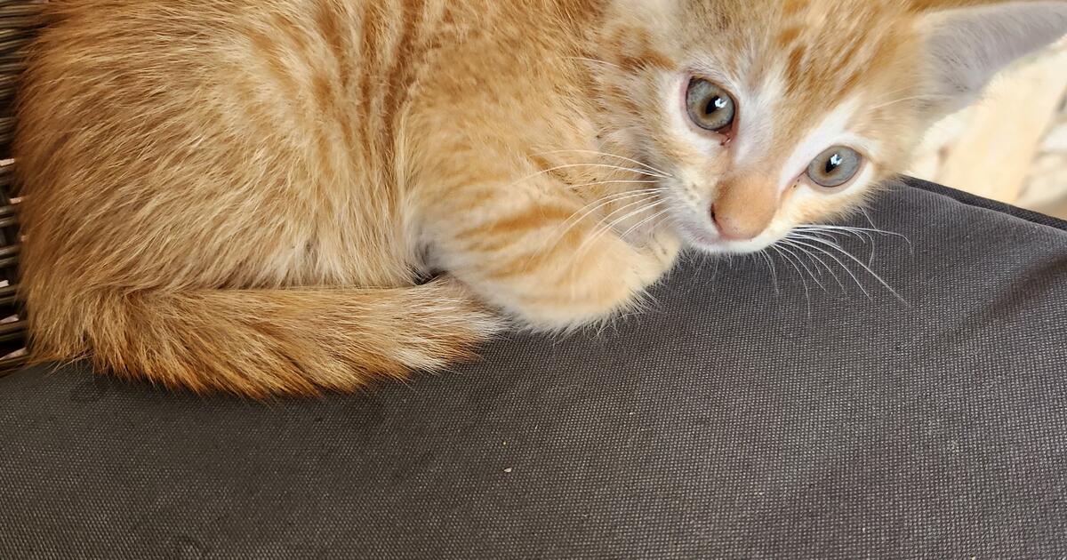 kitten for Free in Kerrville, TX Finds — Nextdoor