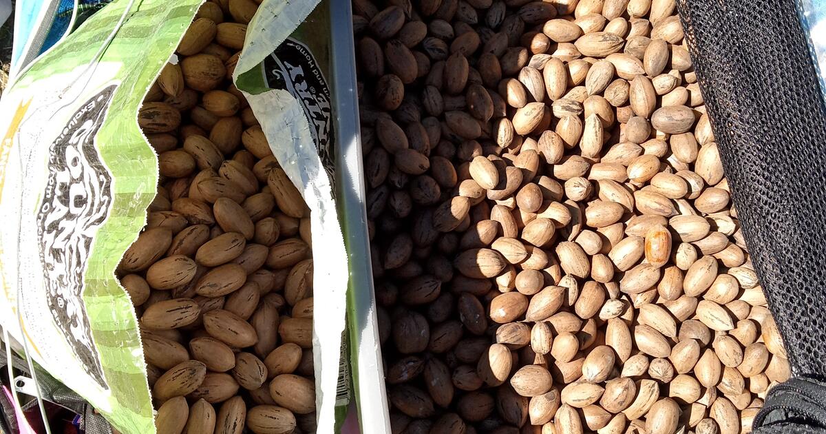 Pecans for 75 in Denison, TX For Sale & Free — Nextdoor