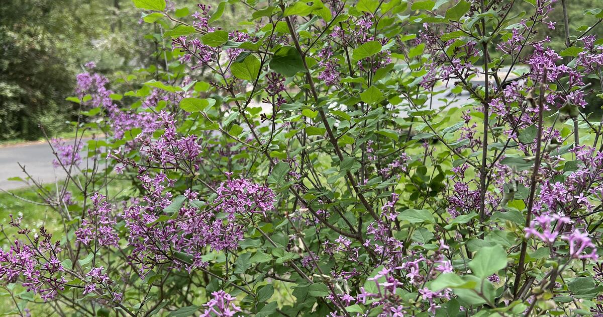 Plants to good for Free in Durham, NC For Sale & Free — Nextdoor