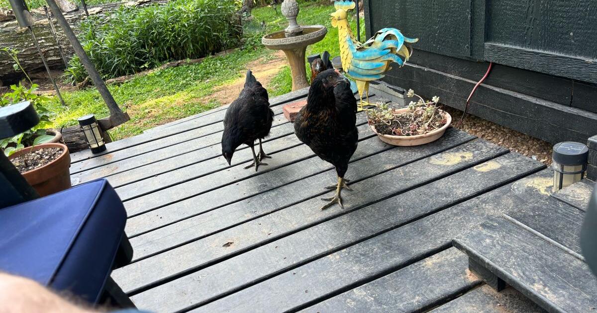 4 Australorp Hens for Free in Atlanta, GA | For Sale & Free — Nextdoor