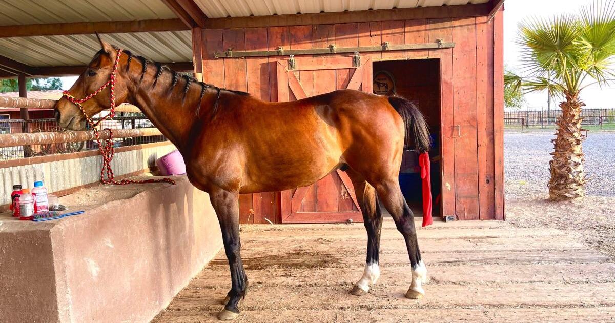 Horses for sale in Waddell, AZ For Sale & Free — Nextdoor