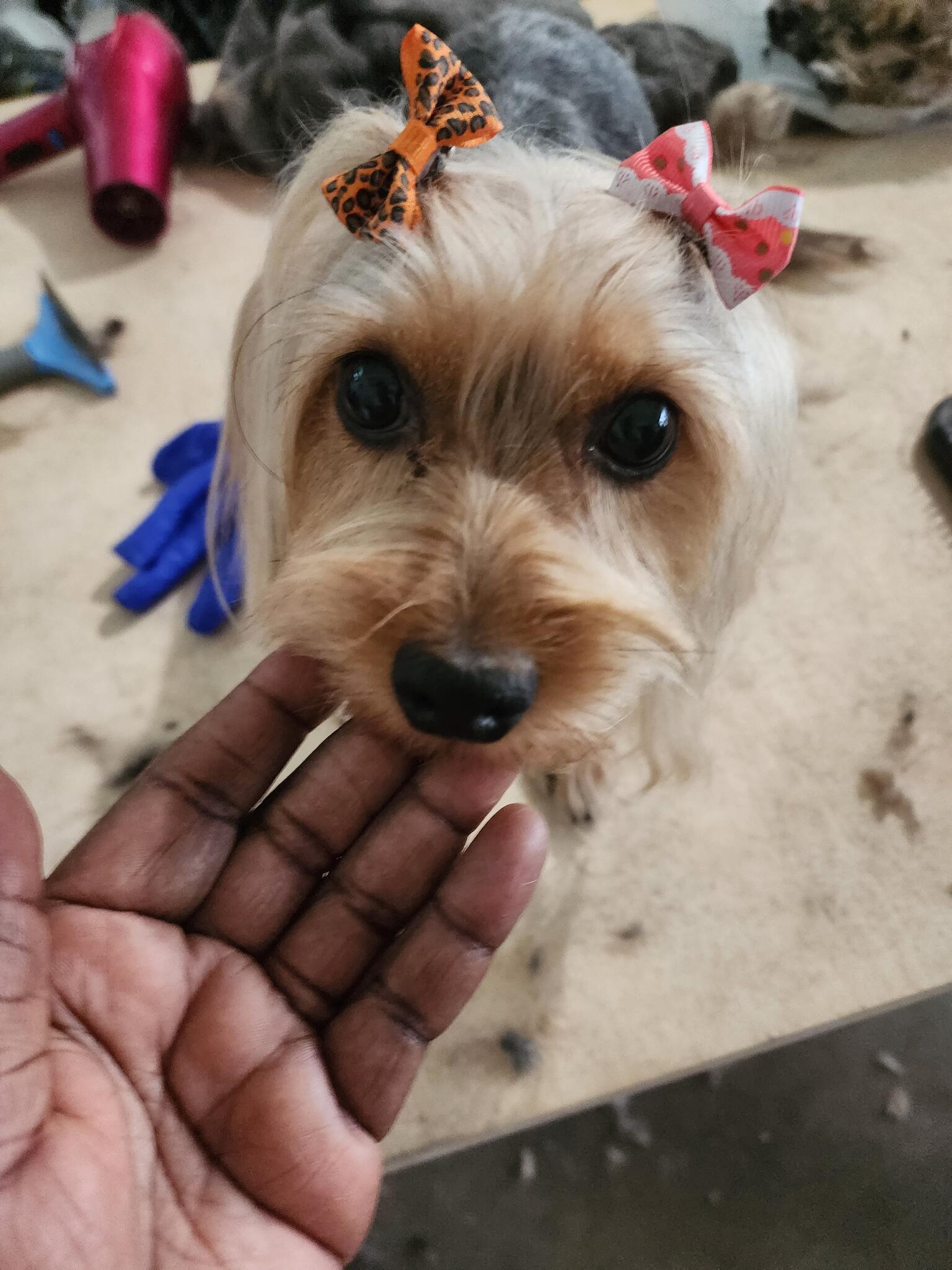 Puppies in Poinciana, FL For Sale & Free — Nextdoor