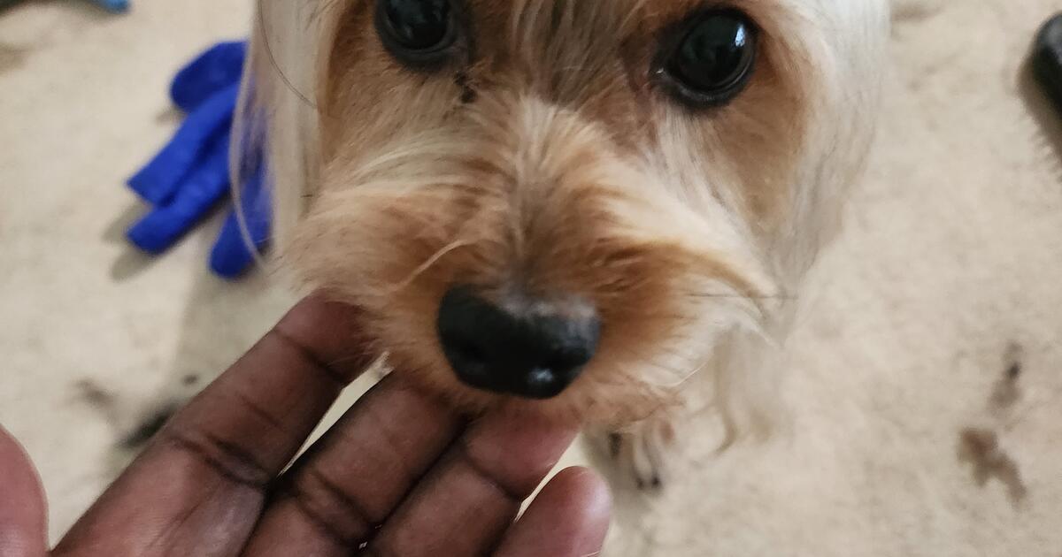 Puppies in Poinciana, FL For Sale & Free — Nextdoor