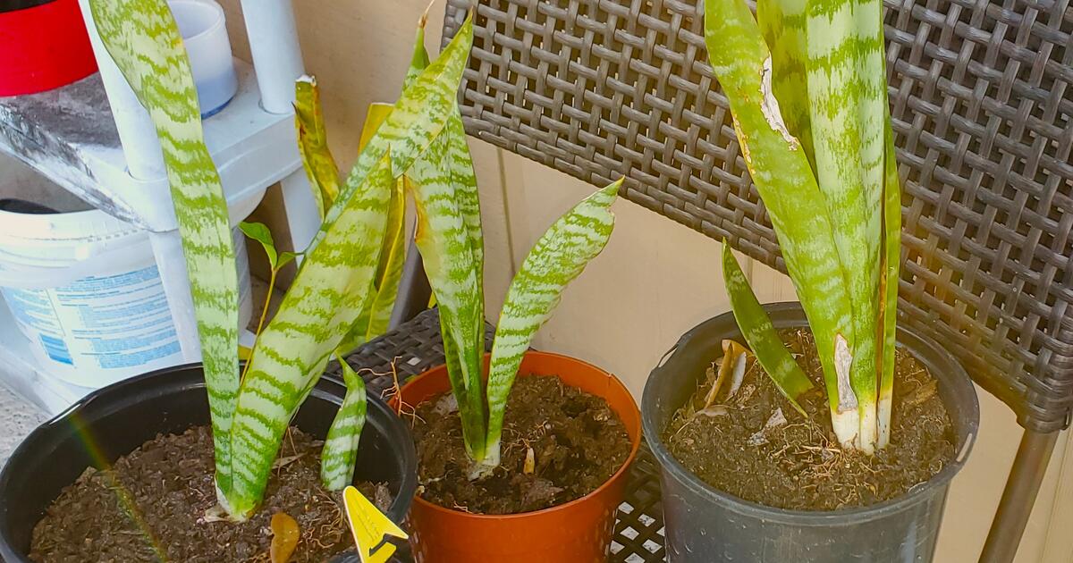 Single Snake plants happy and healthy in pots 2 LEFT for 5 in