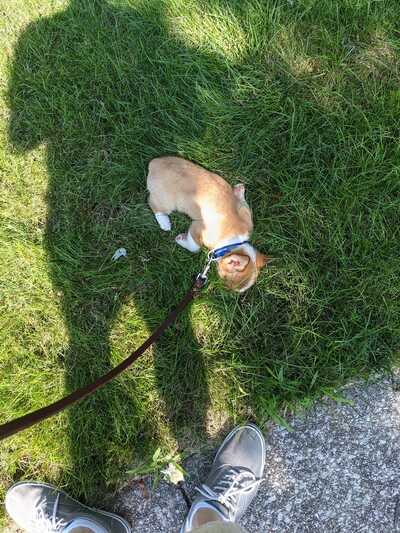 Jodie vee's dog clearance training