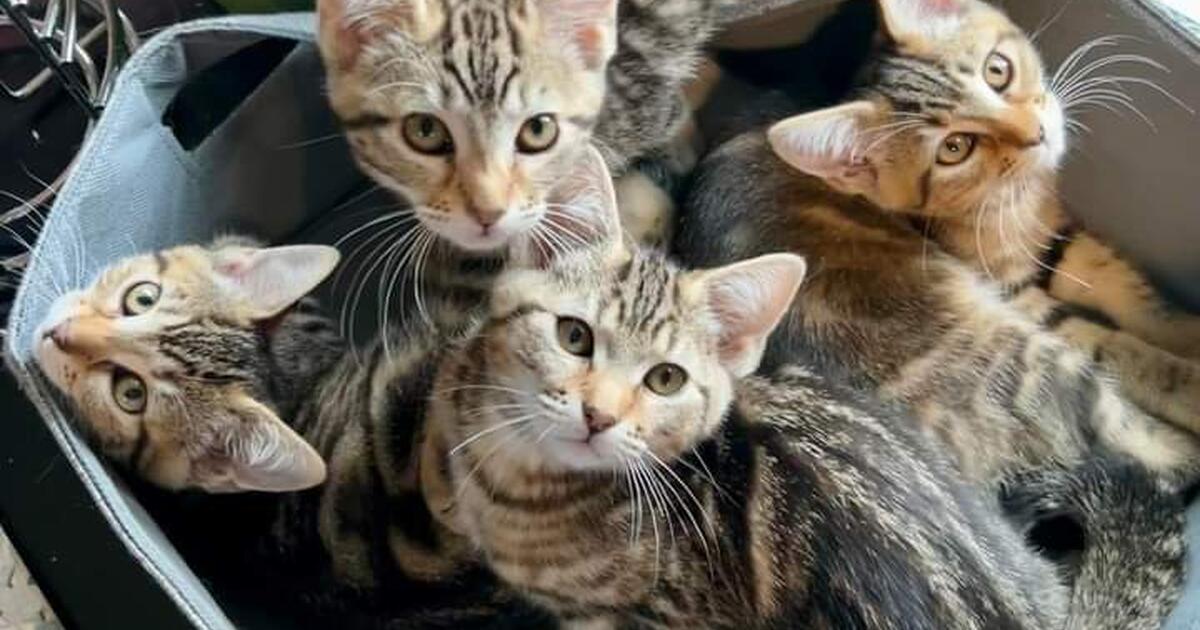 kittens for 10 in Vancouver, WA Finds — Nextdoor