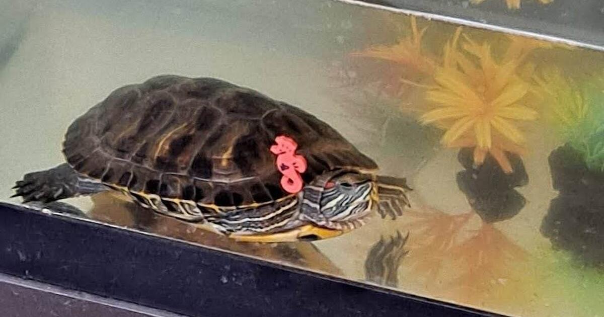 Red Ear Slider Turtle for 60 in St. Charles, IL For Sale & Free