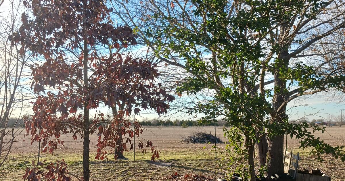 Trees For Sale. I Have 12 Burr Oaks, 8 Live Oaks, And Numerous Red Oaks