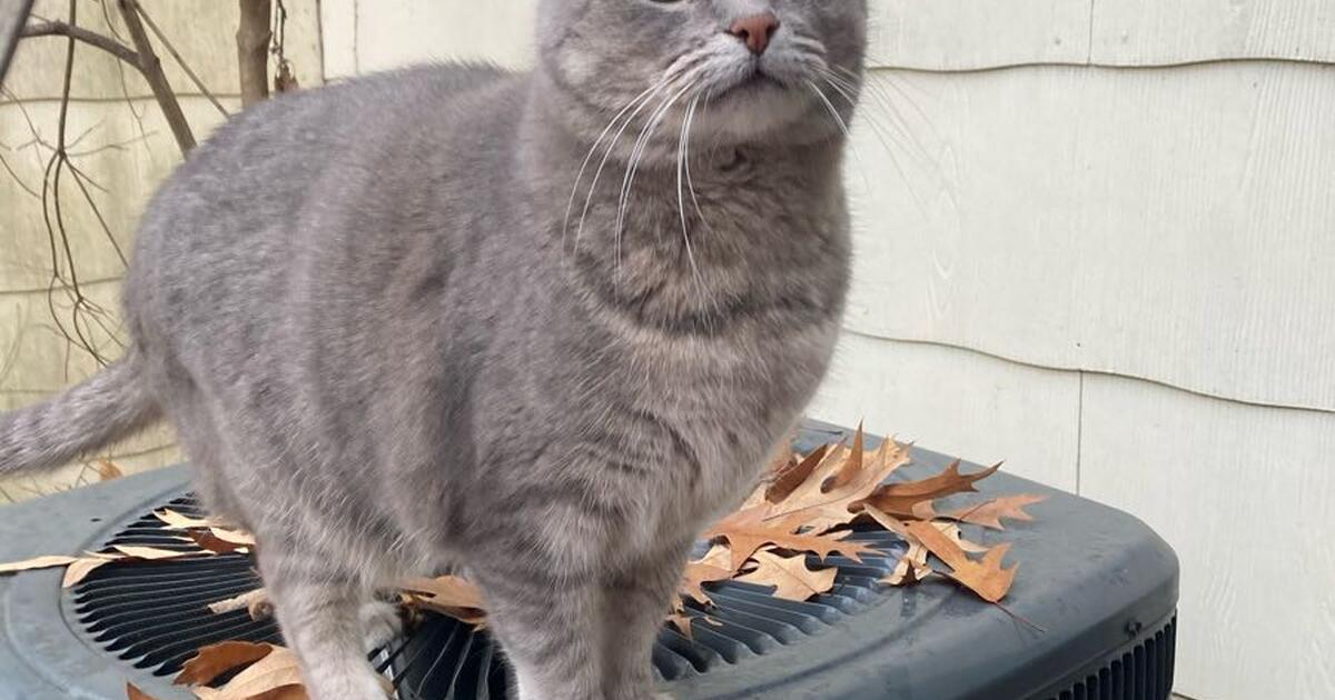 Alley Cats Arlington Food Menu Alley Cats Arlington Food Menu