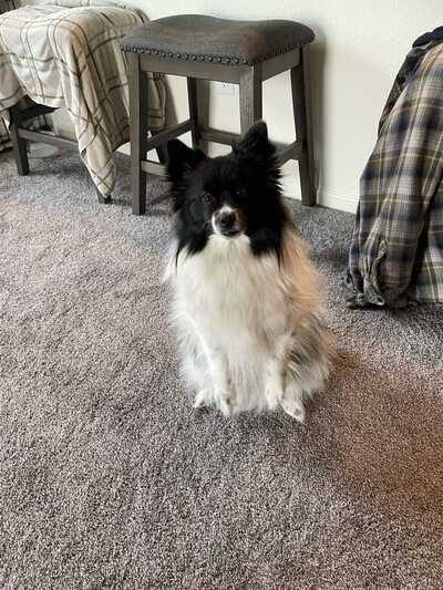 K9 Rec Center Fort Lupton CO Nextdoor