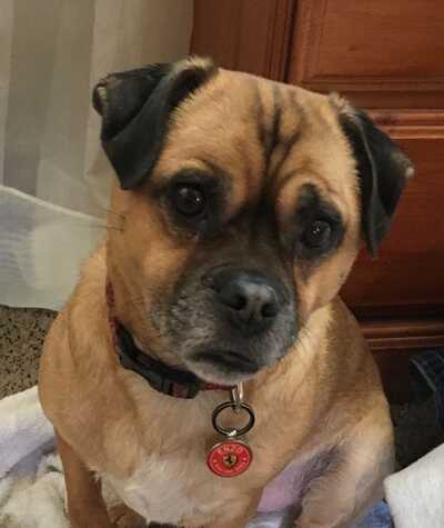 Happy trails pet spa best sale and resort