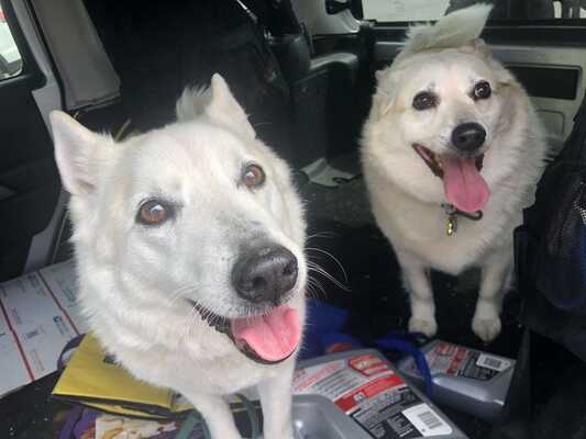 Amy's 2024 pet grooming