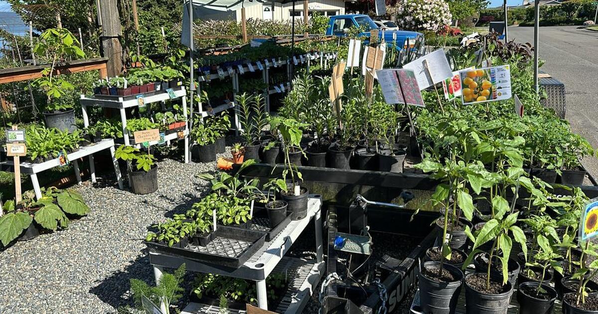 Memorial Day plant sale in WA For Sale & Free — Nextdoor
