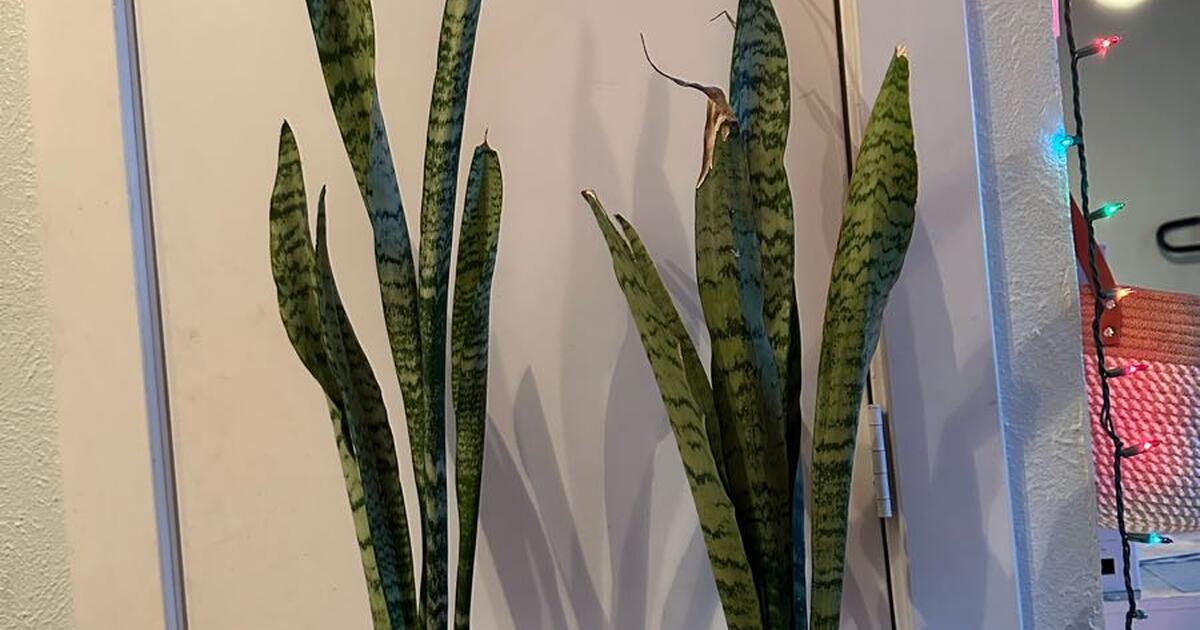 Two Large Snake Plants For Sale 20 Each Self Watering Pot Included two-large-snake-plants-for-sale-20-each-self-watering-pot-included