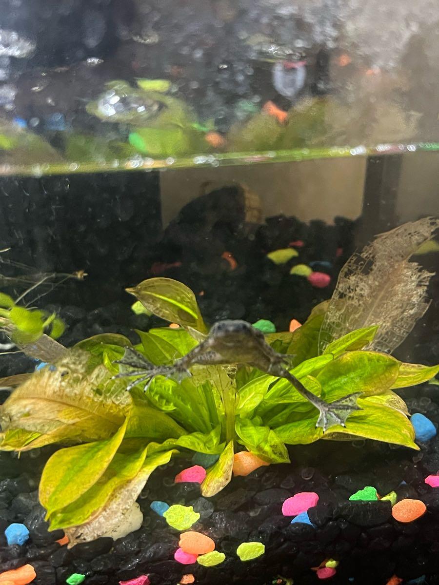 African Dwarf Frogs for Free in Charleston, SC | For Sale & Free — Nextdoor