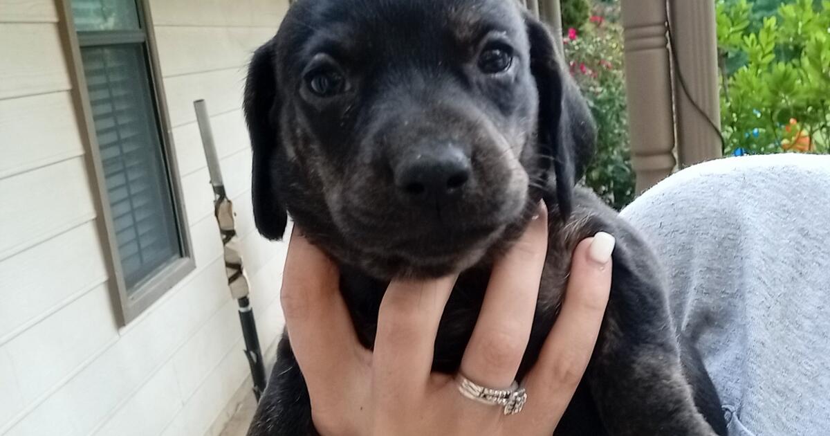 puppies 4 sale in Millington, TN Finds — Nextdoor