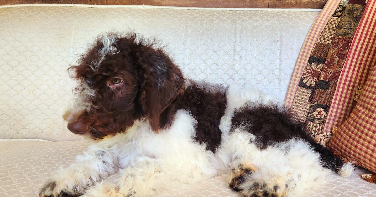 Standard poodle puppies for 500 in maysville ga for sale free